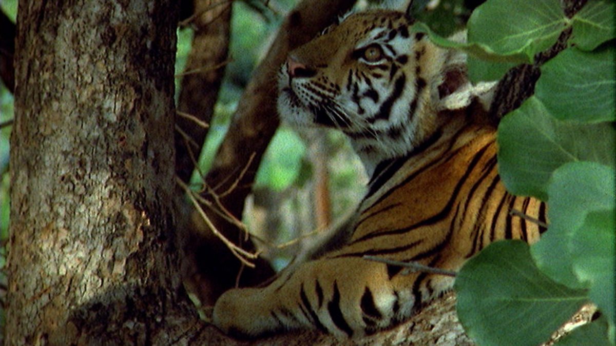 safari tiger bbc - priyra rai lauren phillips gangbang