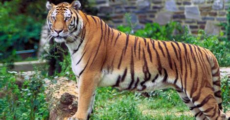caitlin pinkerton like safari tiger bbc photo alon gabbay recommends safari tiger bbc pic