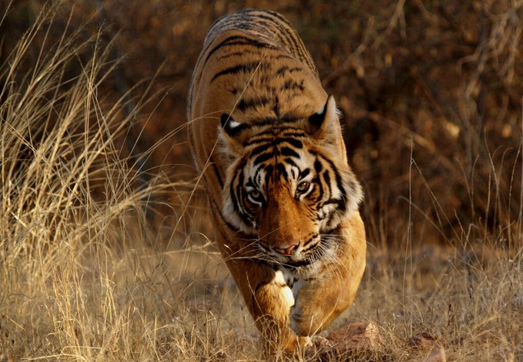 catherine tresnak like safari tiger bbc photo alex hons recommends safari tiger bbc pic