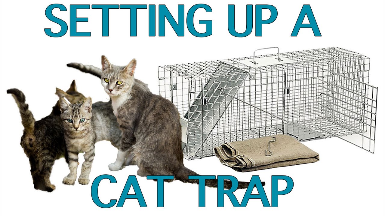 trap the cat porn game - madison davenport naked guy xxx video