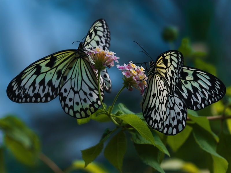 cassandra elmore like butterfly handjob photo budiman damanik recommends butterfly handjob pic