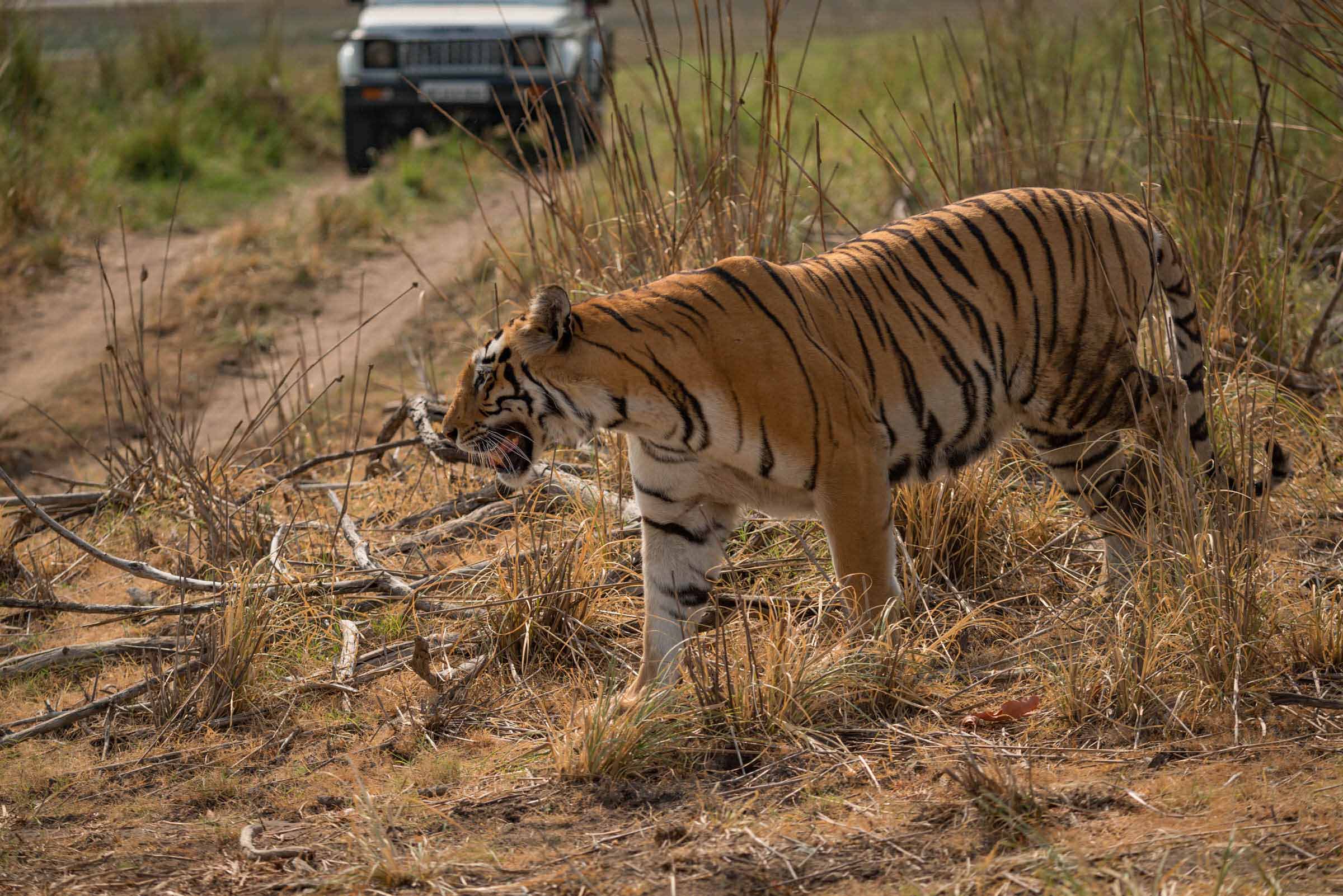 safari tiger bbc - aja cummings candy crush polly petrova
