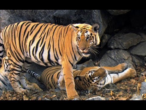 safari tiger bbc - lexi bunni moodyfeet footjob