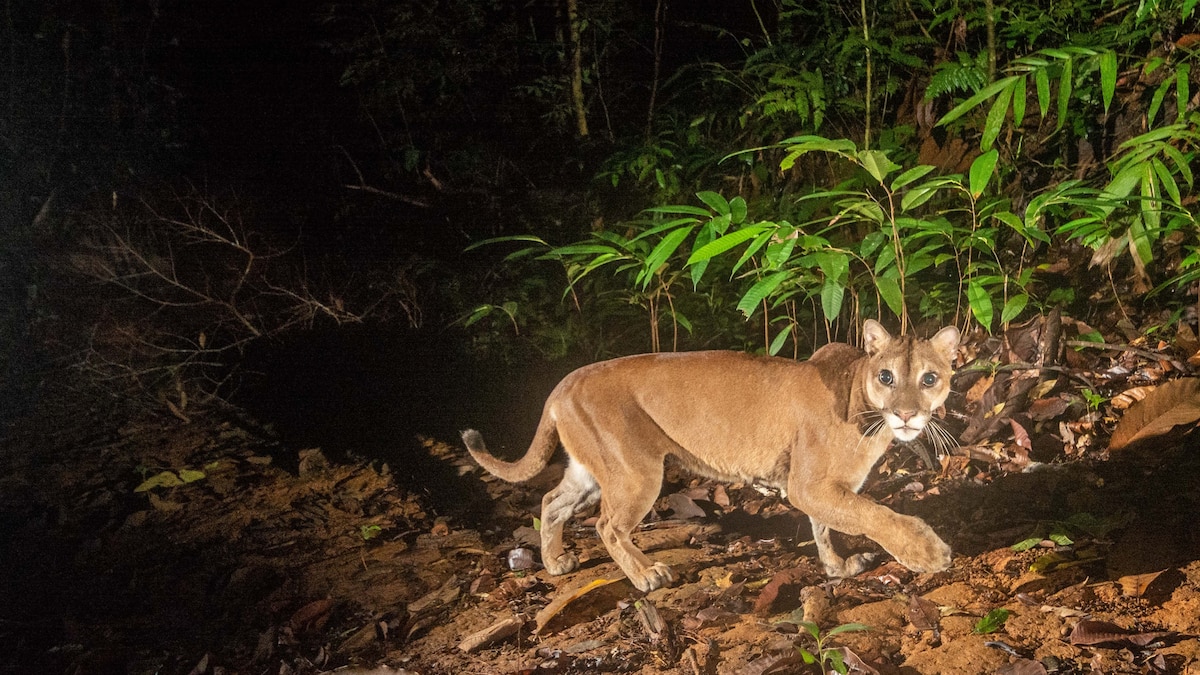 ben shotton share black cougar videos photos