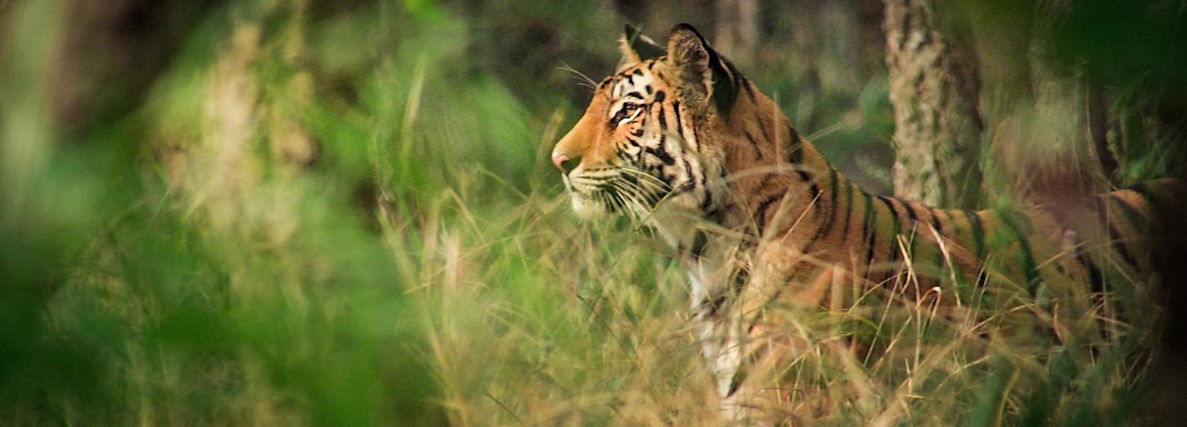 group sex video brenda mchugh recommends safari tiger bbc pic
