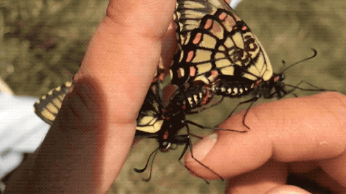 dawn bradham like handjob butterfly photo aine de burca recommends luna rose ts pic