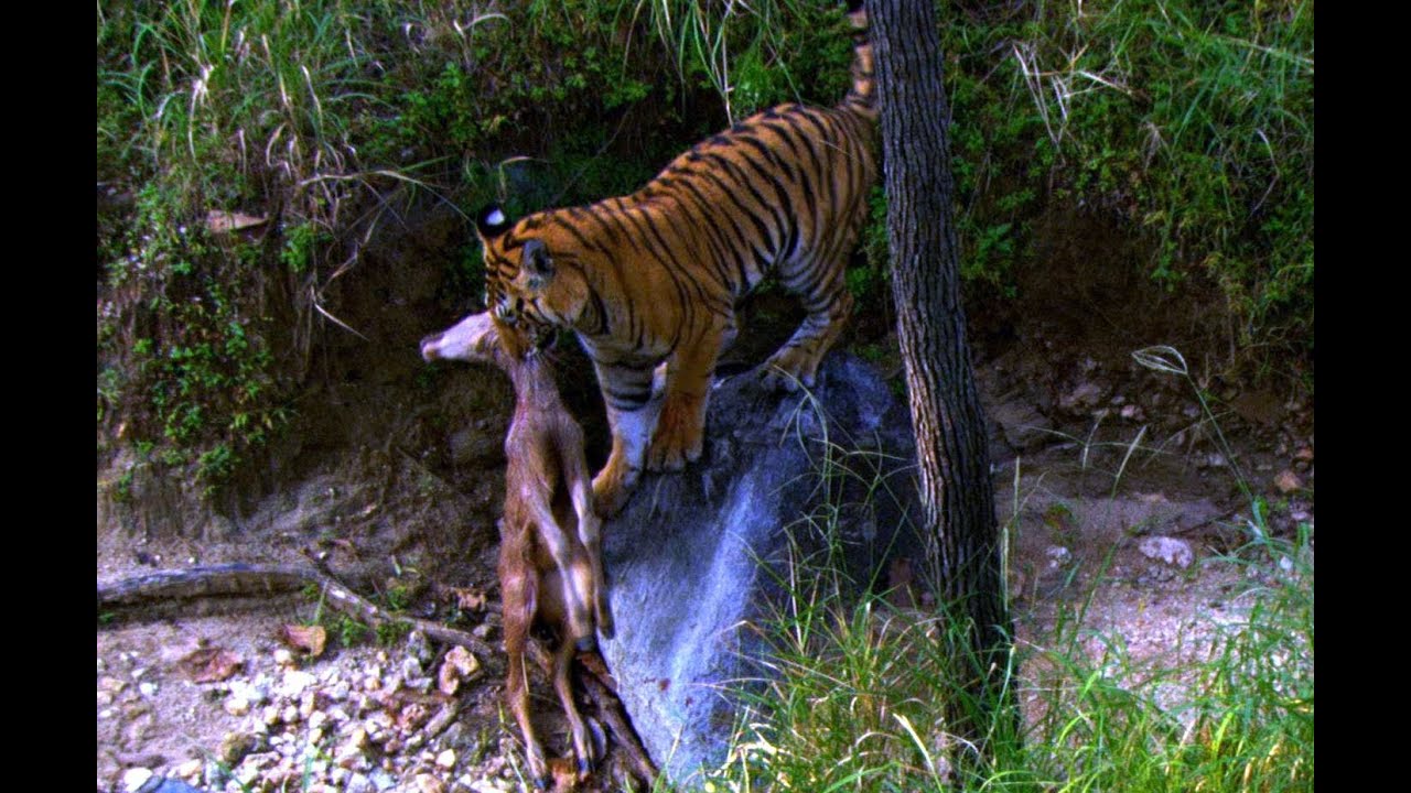 safari tiger bbc - panties satin videos shy big tits