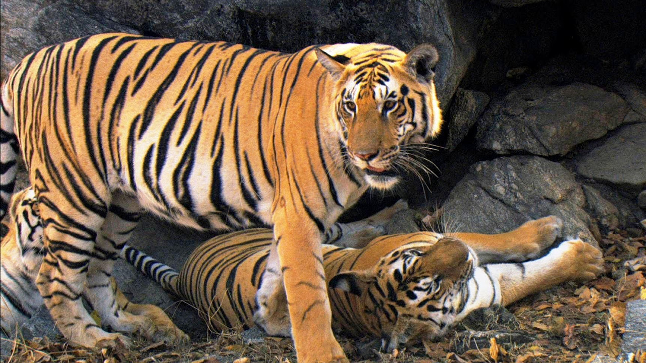 craig taffaro like safari tiger bbc photo budi prasatya recommends safari tiger bbc pic