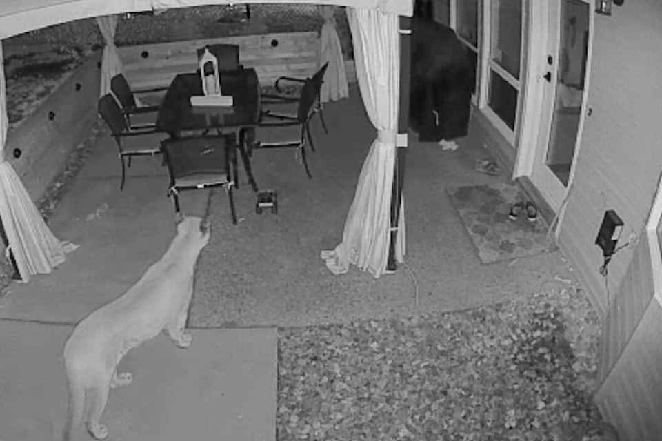 charles newcomb recommends black cougar videos pic