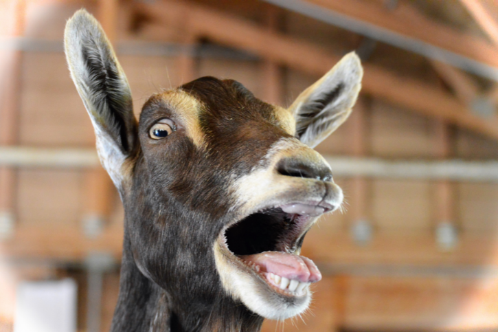 deep throat goat - ivy reins amanda trivizas porn