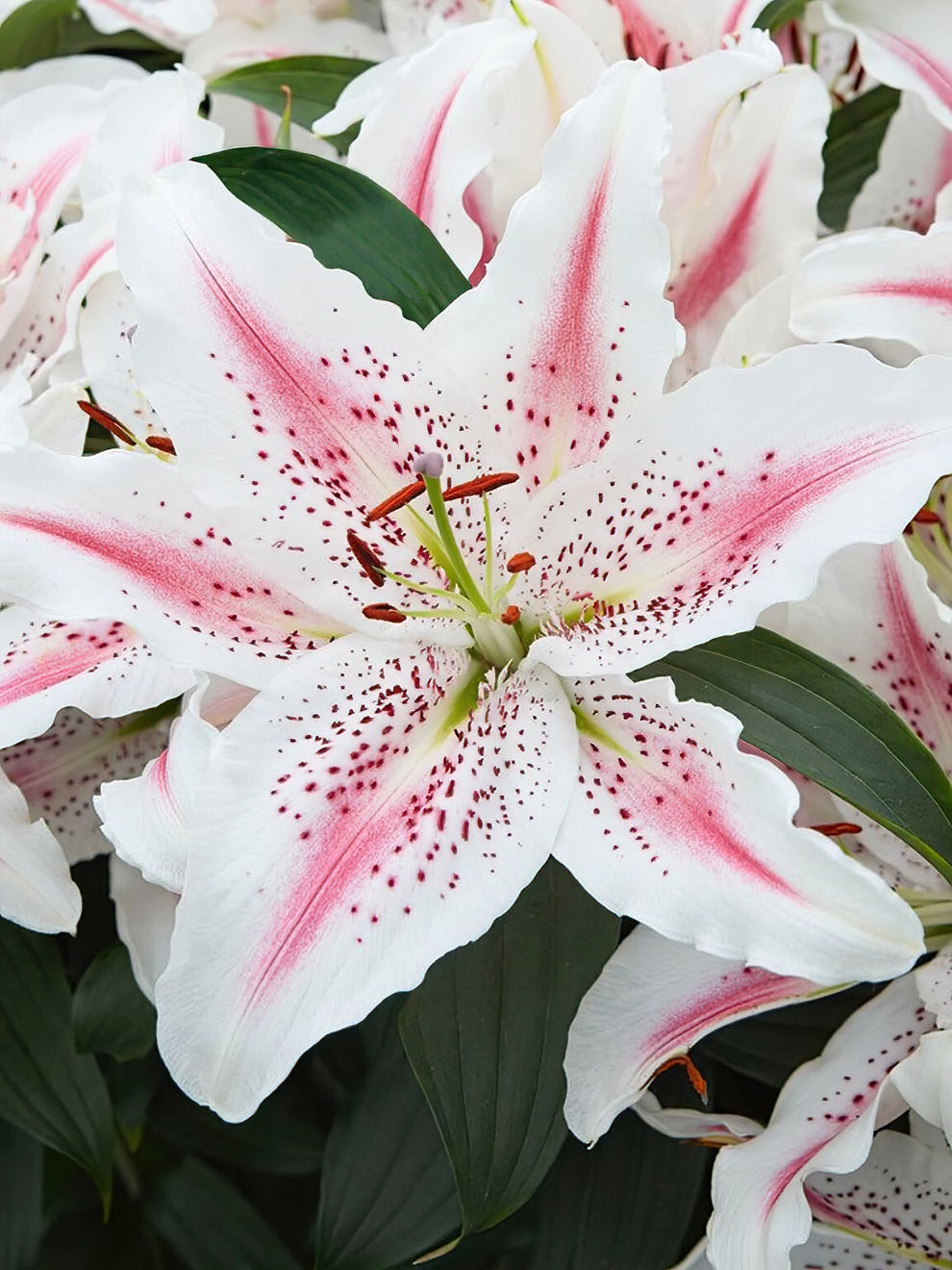 catherine monette like lilly lovely photo carrie lynn morris recommends lilly lovely pic