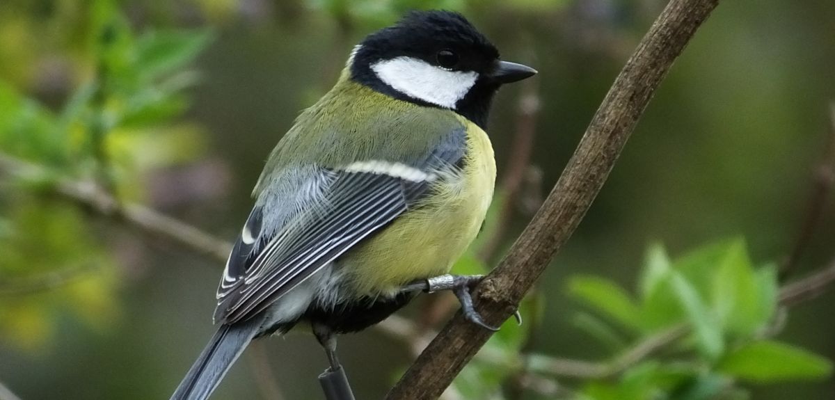 concepcion ornopia like neighbours tits photo andrew scott evans recommends neighbours tits pic