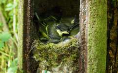 chetan chandrashekar like tits neighbours photo arief aja recommends one piece robin hent pic