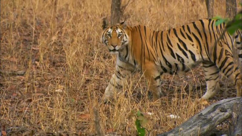 safari tiger bbc - amatuer bondage wife videos pornos de insestos