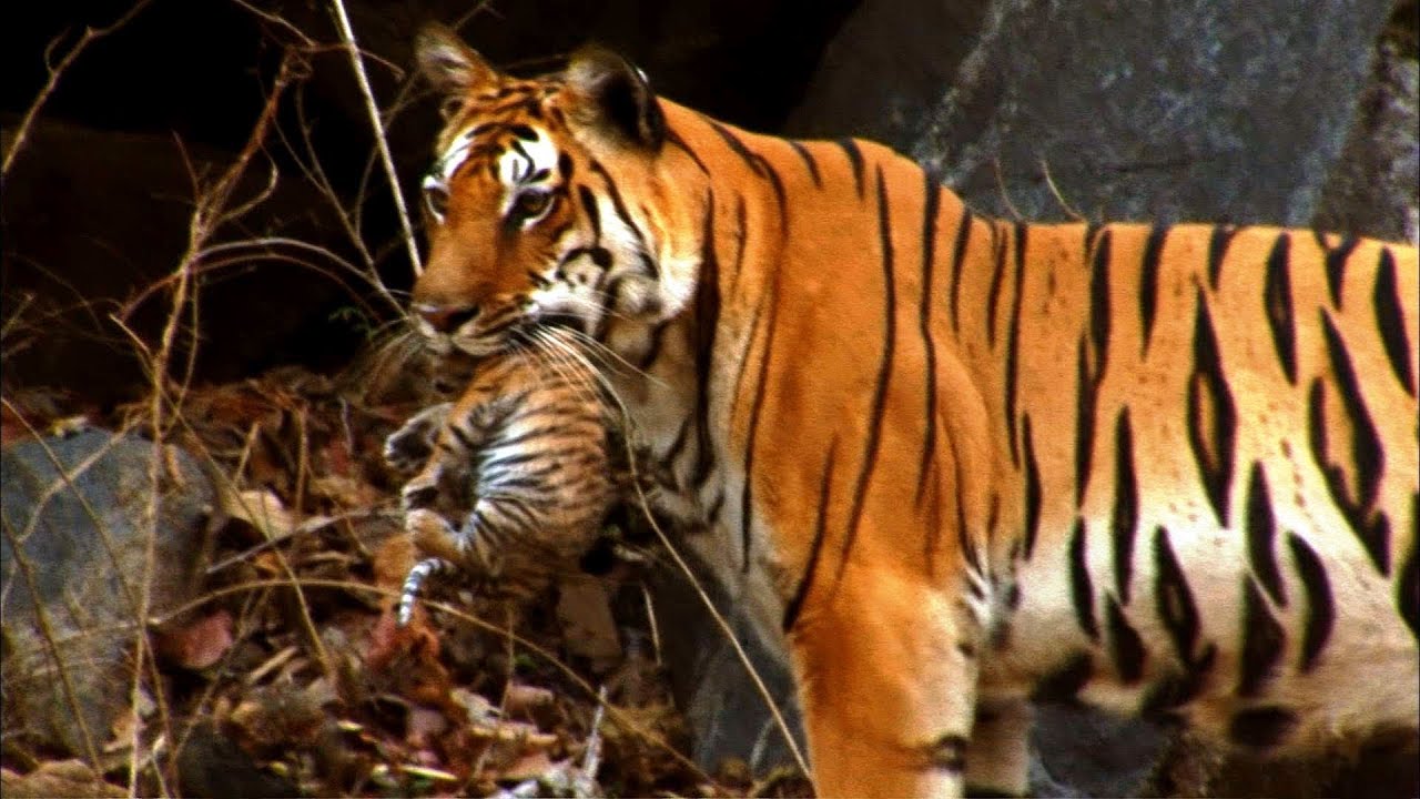 darnisha williams recommends safari tiger bbc avan maulana add safari tiger bbc photo