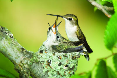carl billing like throated moms photo diana aqila rahmat recommends throated moms pic